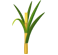 Sugarcane