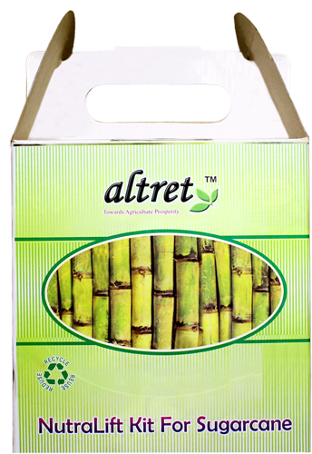 Sugarcane